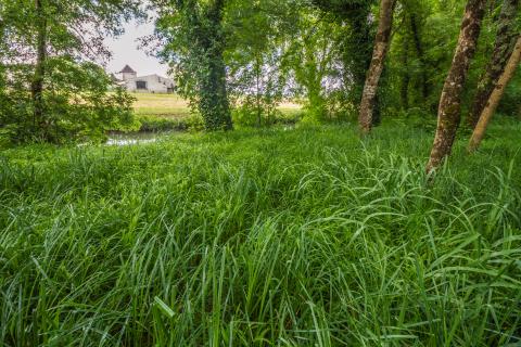 Prairie innondable. Photographie A. ORSEAU, LPO.